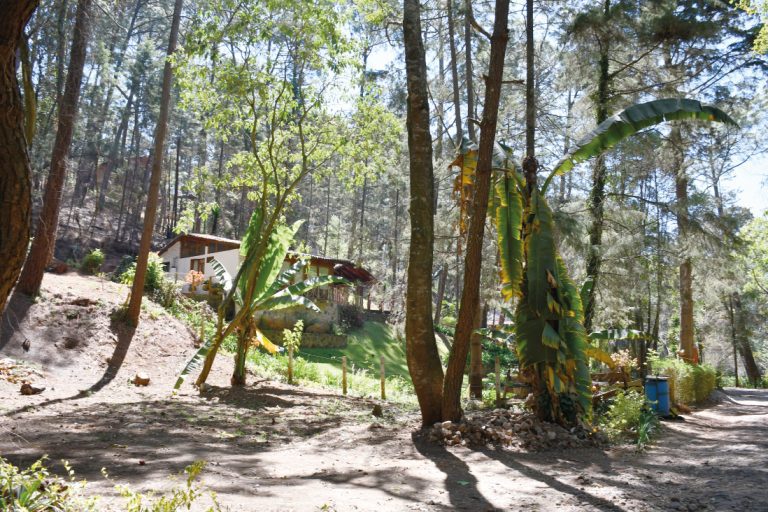 A small house sits among tall pine trees and lush vegetation in a sunny forest. A dirt road leads to the house, surrounded by plane trees, an ideal location for a topographic survey in the heart of nature