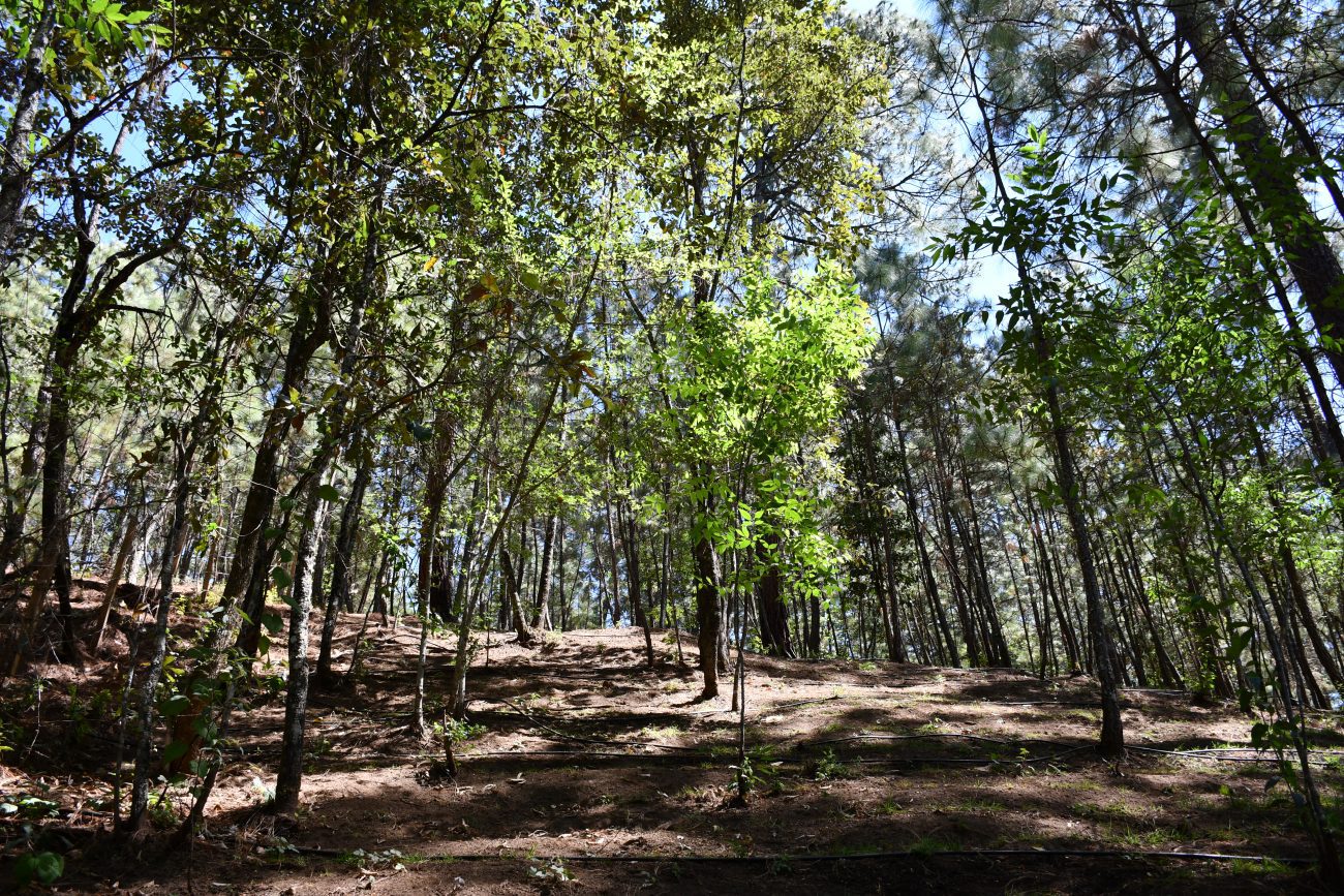 Digital Forest Photography