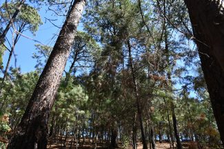 Digital Forest Photography