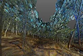 A digital rendering of a forest with tall trees, illuminated in shades of blue and green, resembles a topographical survey. The uneven brown ground and gray sky give it a surreal, almost holographic feel.